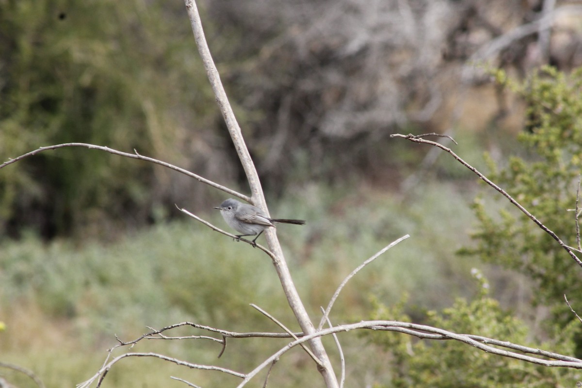 Blue-gray Gnatcatcher - ML641889047