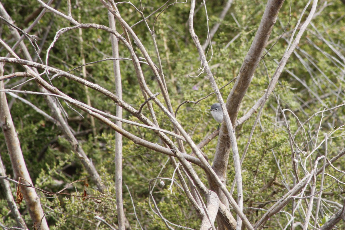 Blue-gray Gnatcatcher - ML641889048