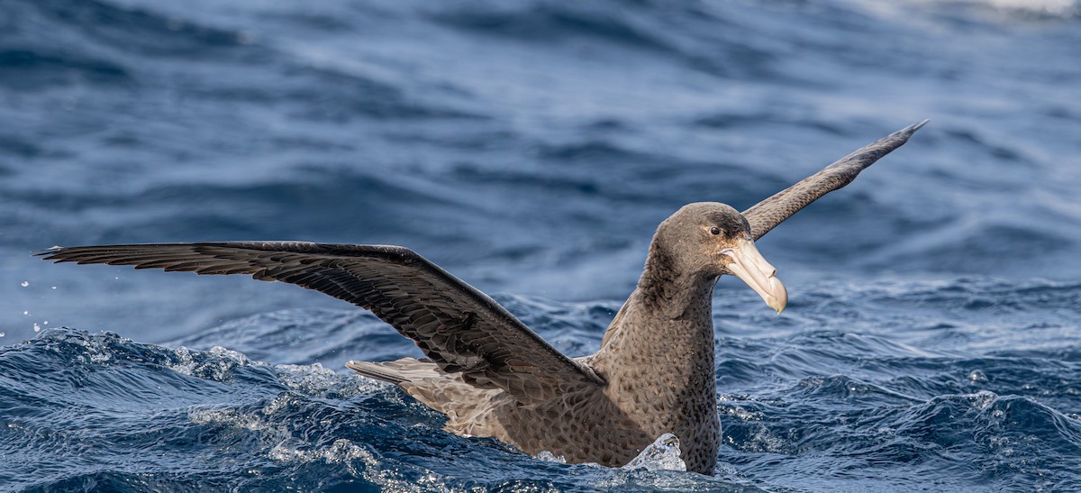 Northern Giant-Petrel - ML641889054