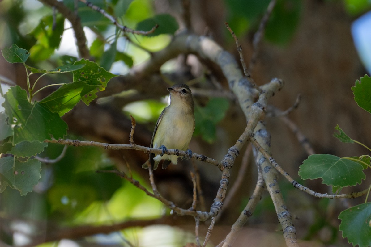 Eastern/Western Warbling Vireo - ML641889057