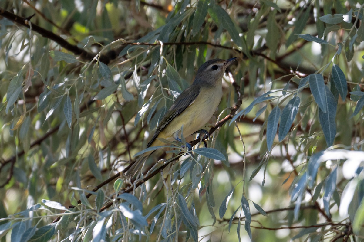 Eastern/Western Warbling Vireo - ML641889059