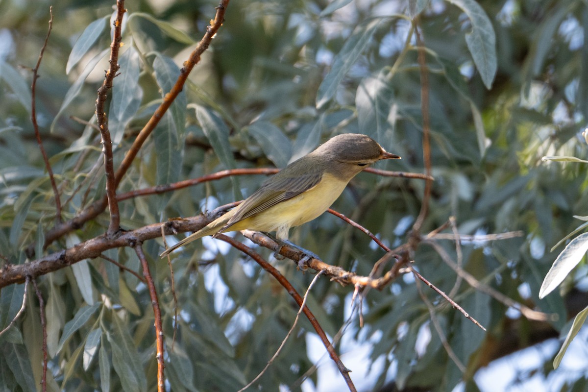 Eastern/Western Warbling Vireo - ML641889060