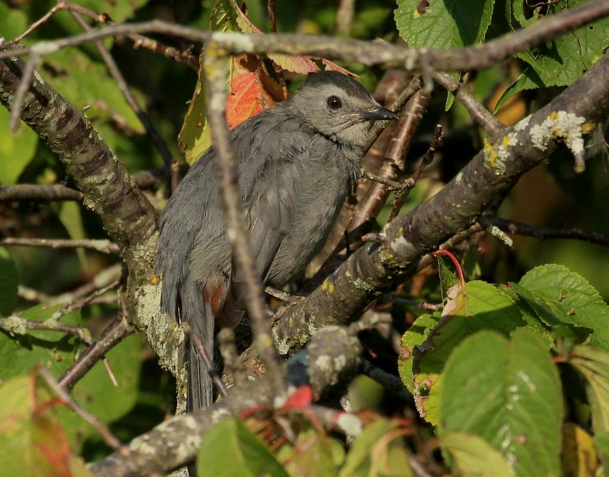 Gray Catbird - ML641889071