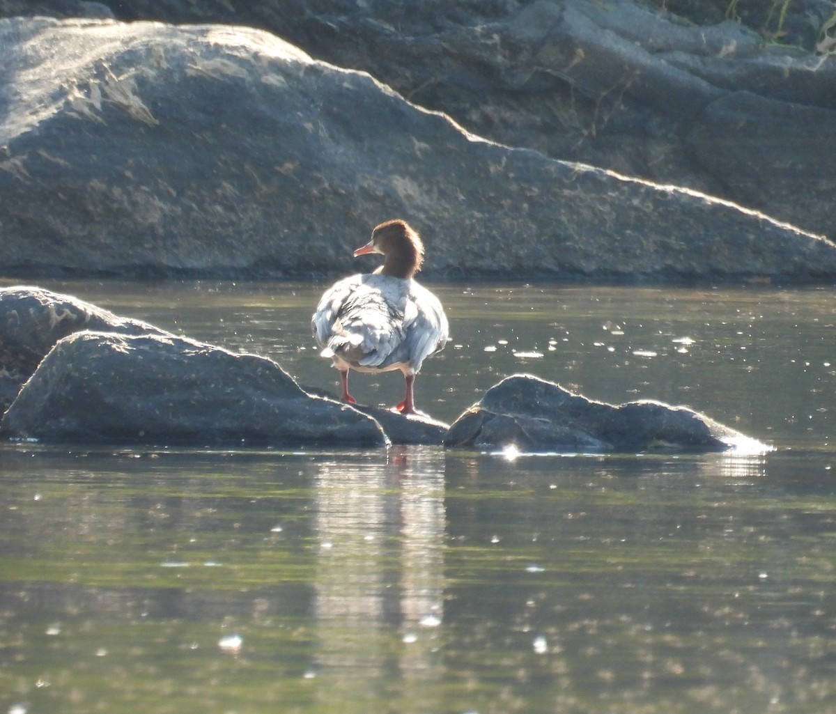 Common Merganser - ML641889079