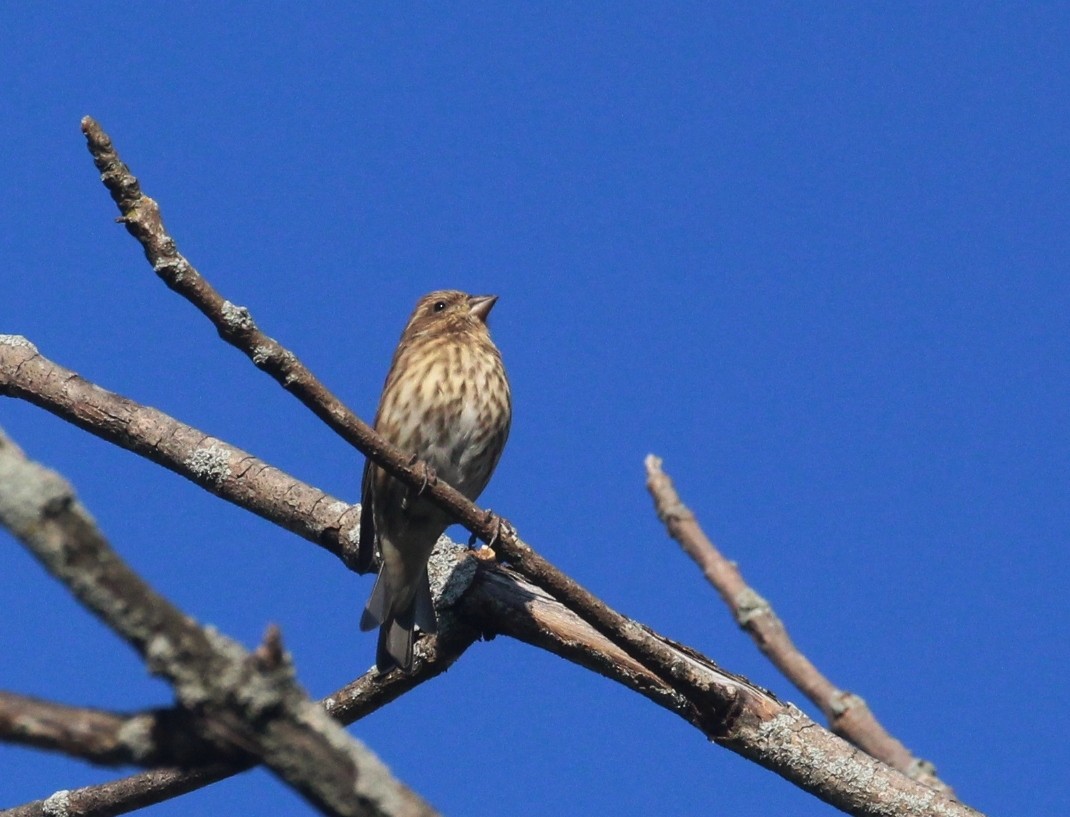 Purple Finch - ML641889109