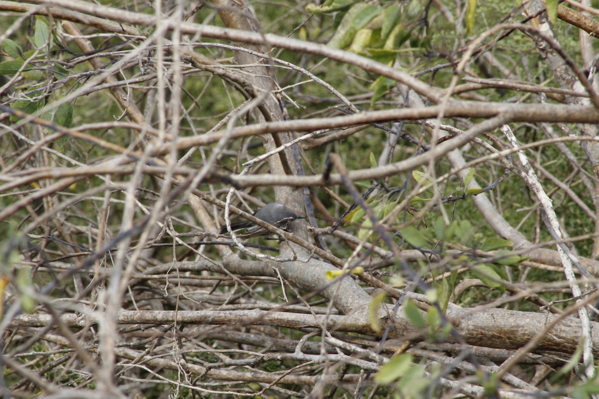 Blue-gray Gnatcatcher - ML641889111