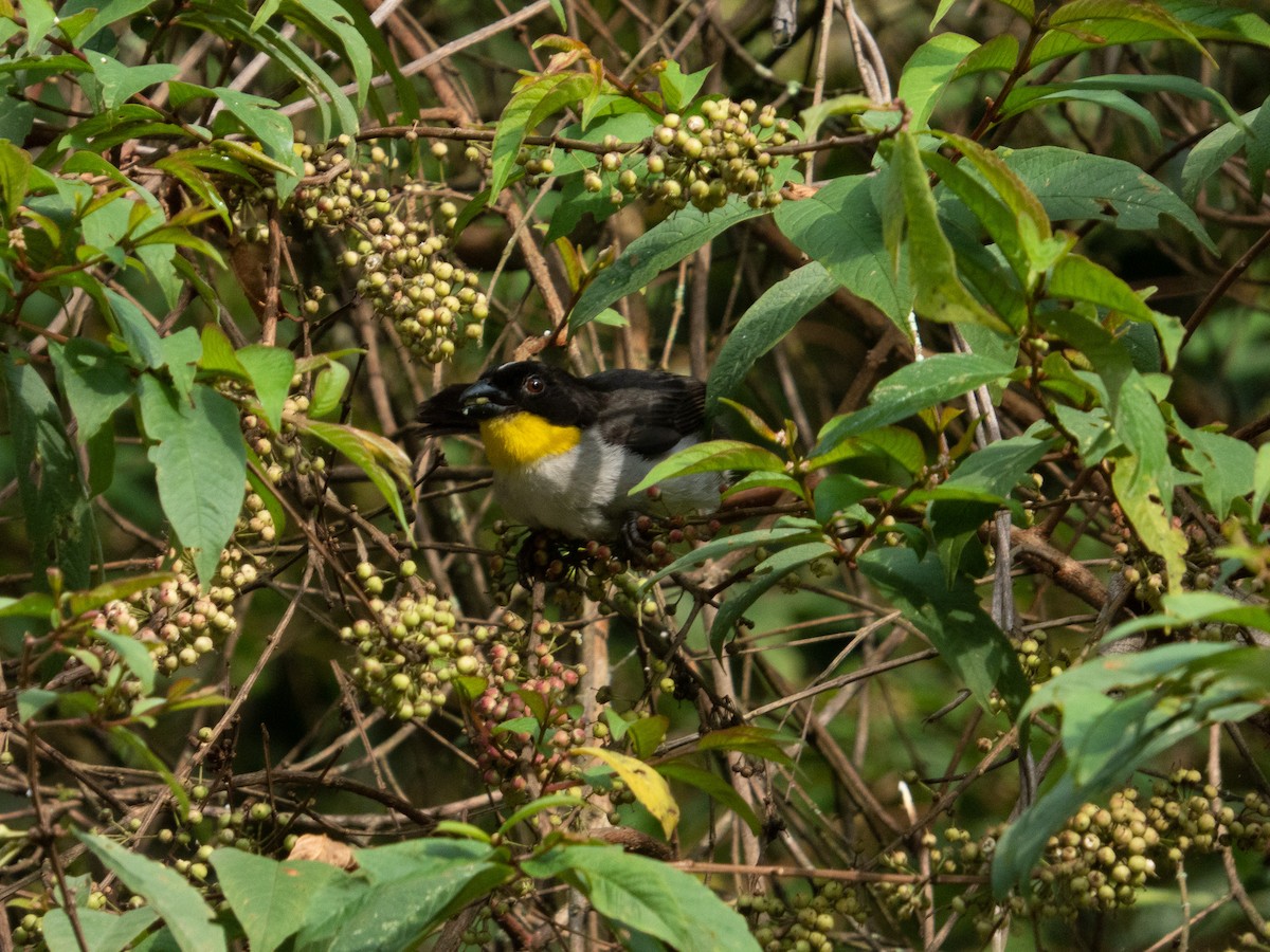 White-naped Brushfinch - ML641889161
