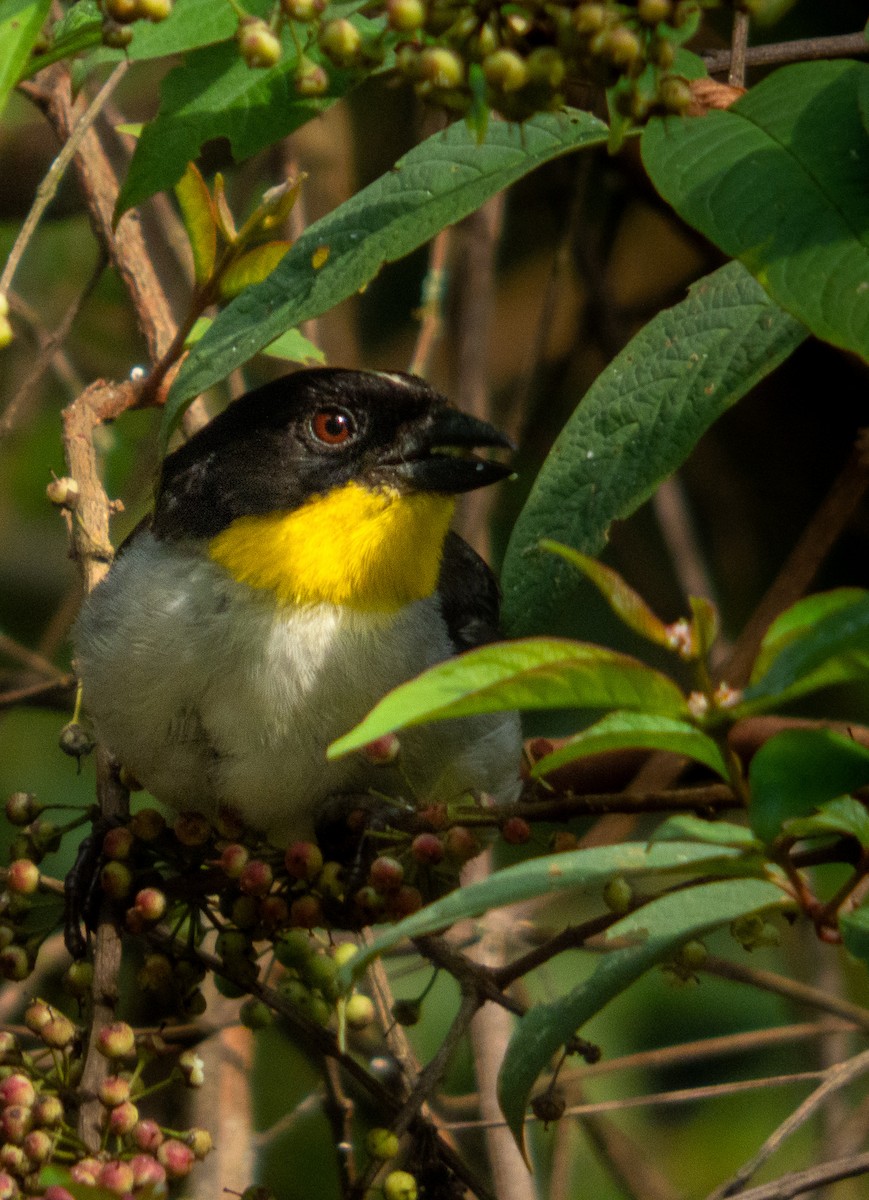 White-naped Brushfinch - ML641889162