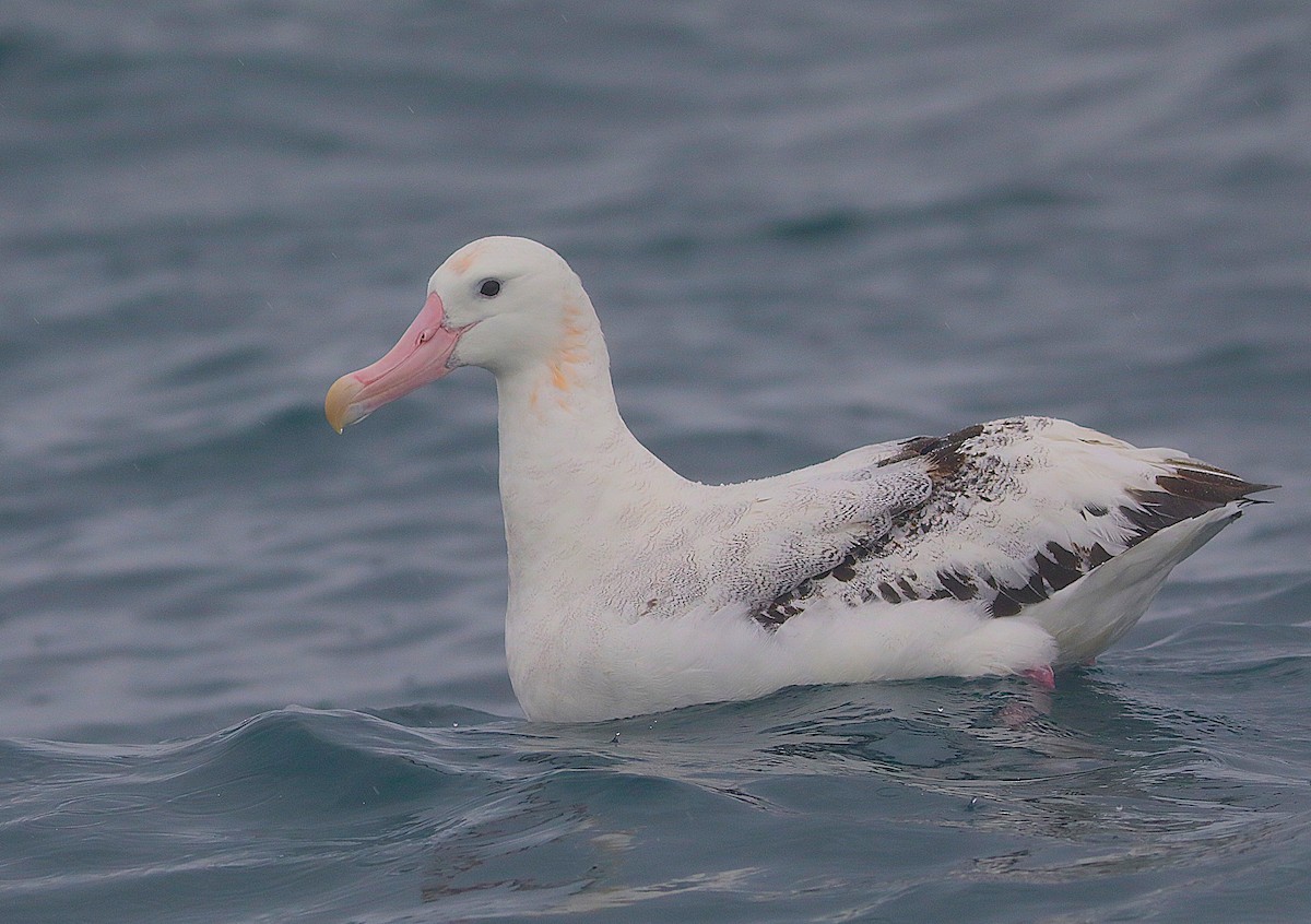 Antipodean Albatross - ML641889163