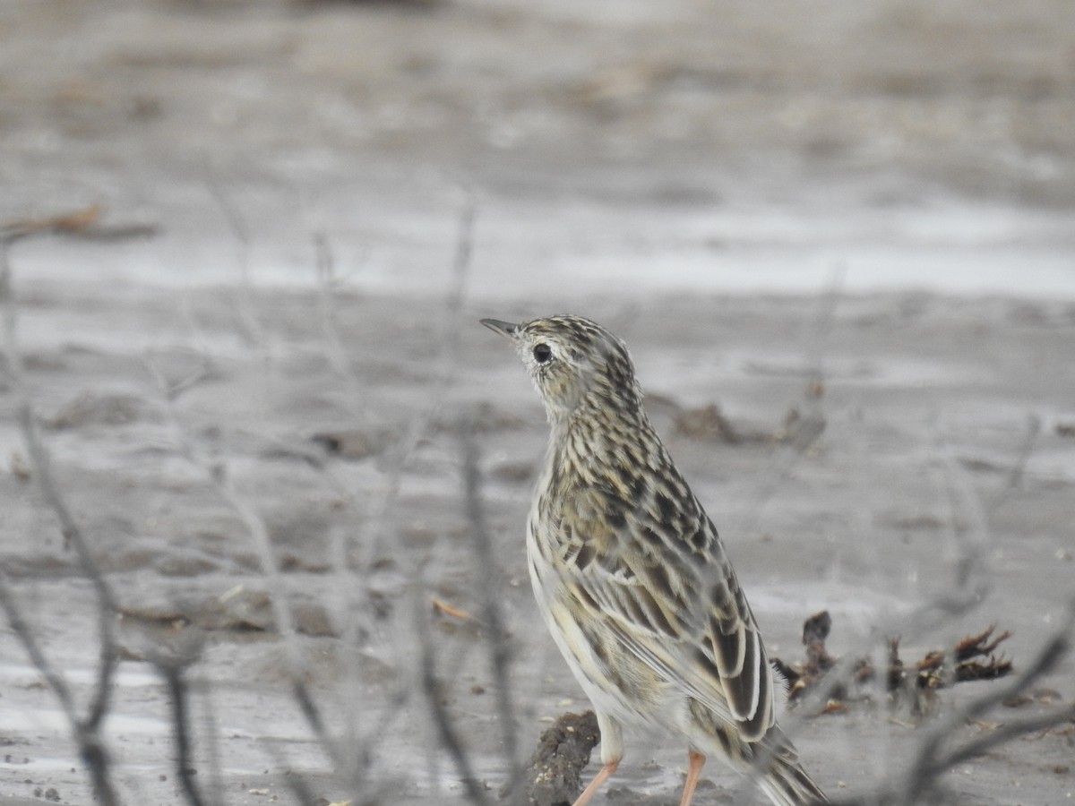 Yellowish Pipit - ML641889207