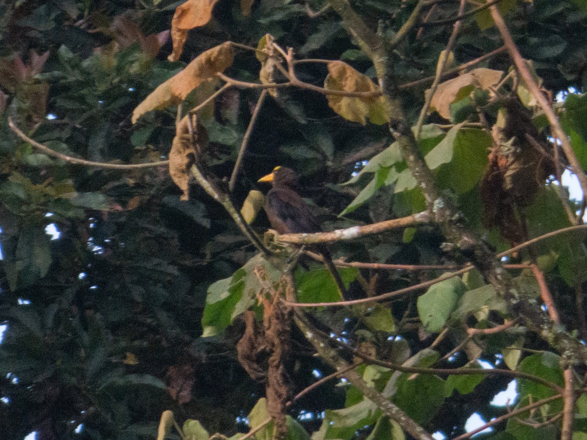 brunoropendola - ML641889211