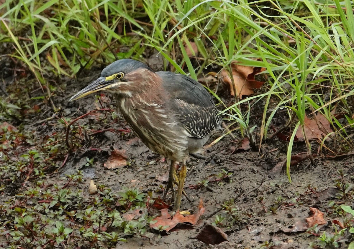 Green Heron - ML641889213