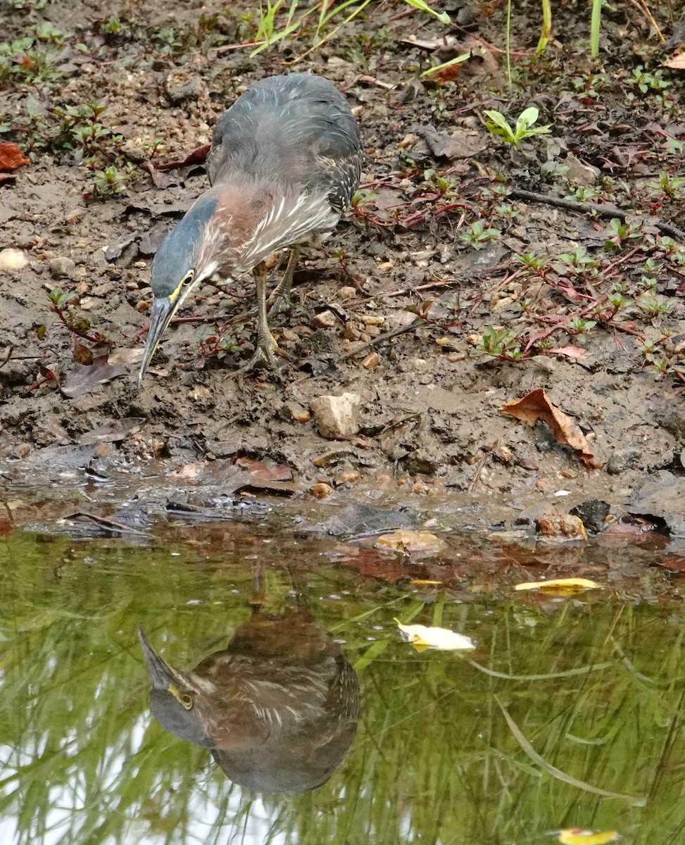 Green Heron - ML641889214