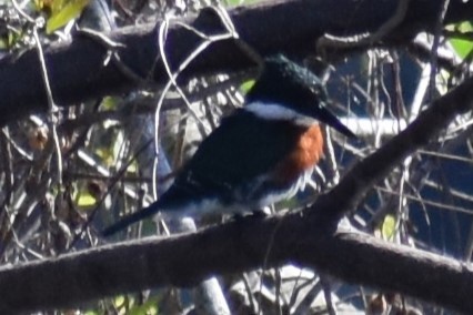 Green Kingfisher - ML641889222