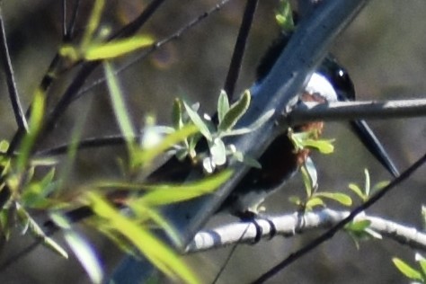 Green Kingfisher - ML641889223