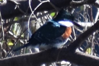 Green Kingfisher - ML641889225