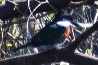 Green Kingfisher - ML641889226