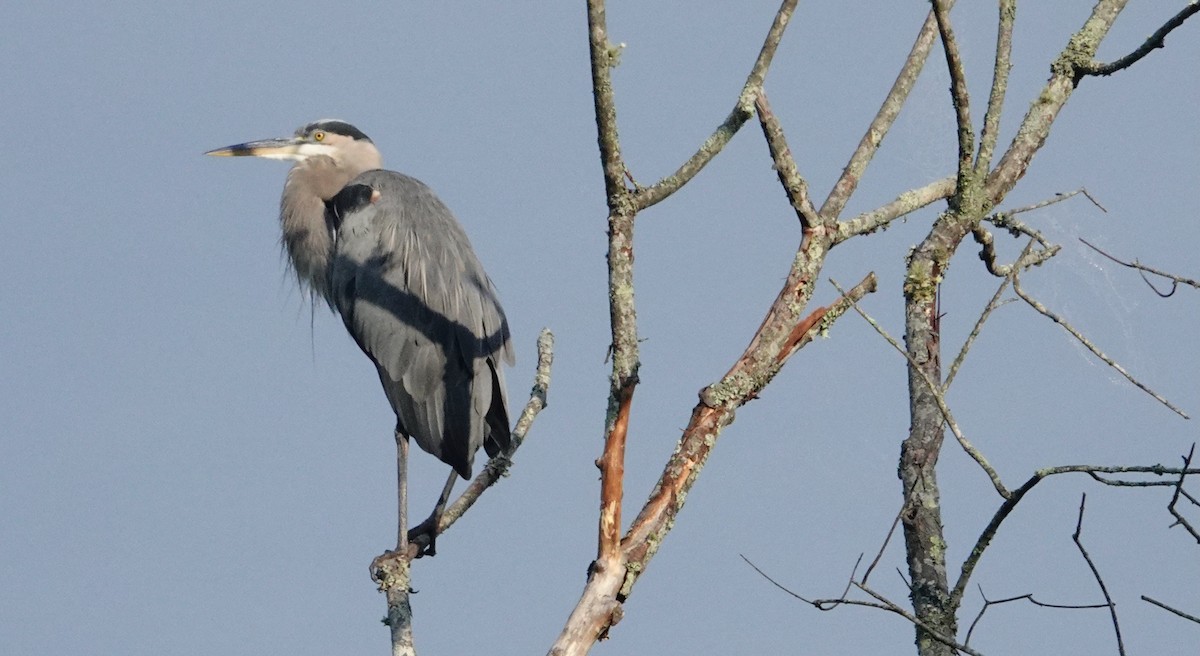 Great Blue Heron - ML641889228