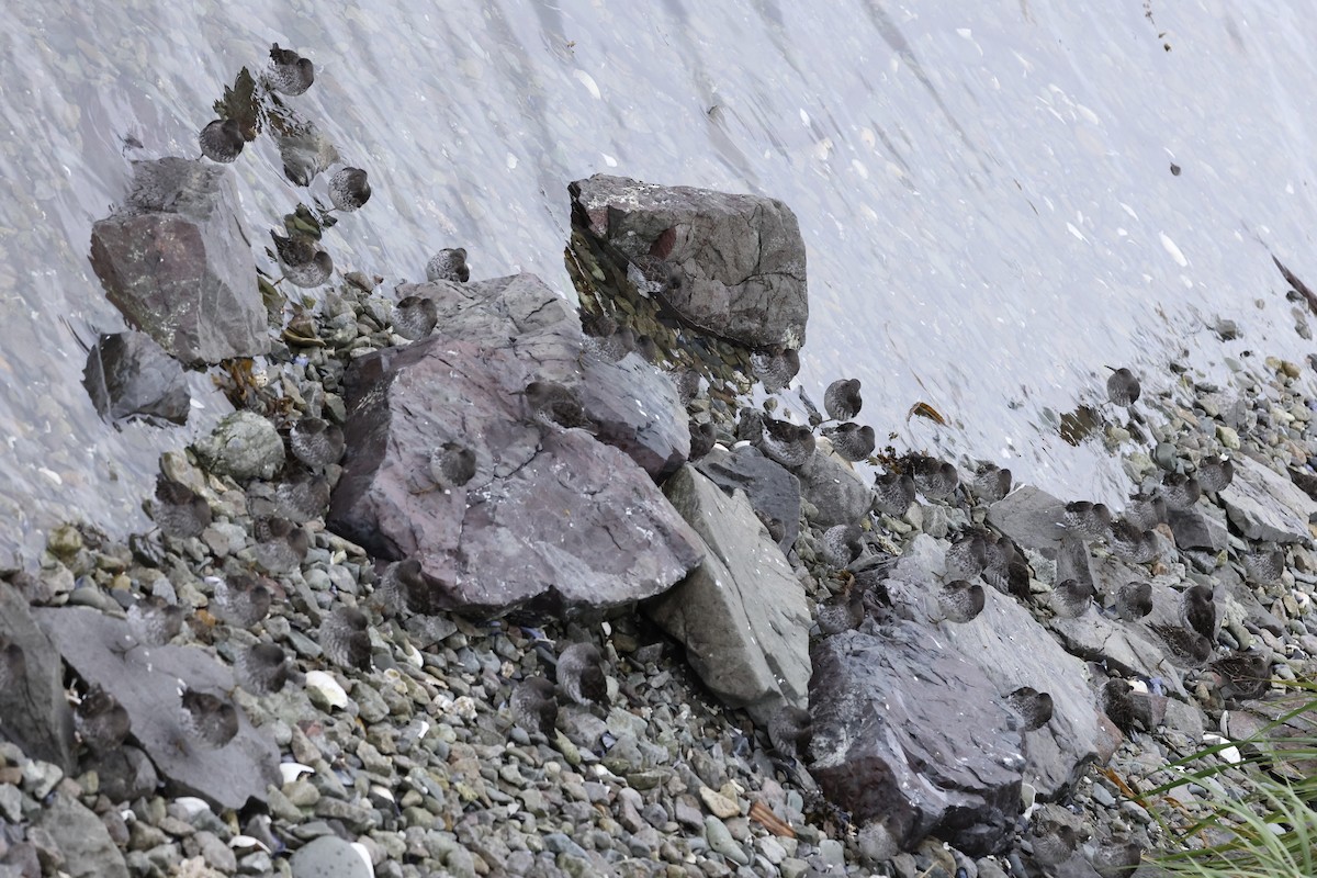 Rock Sandpiper - ML641889248