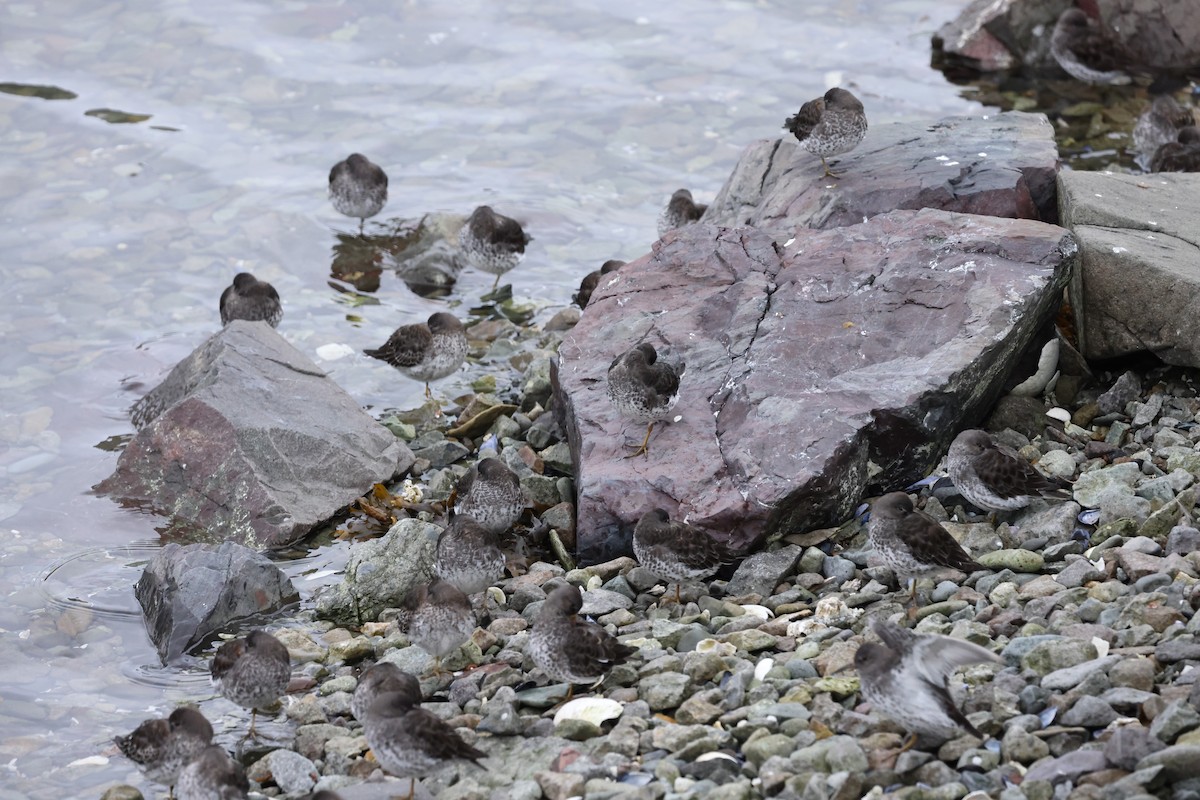 Rock Sandpiper - ML641889249