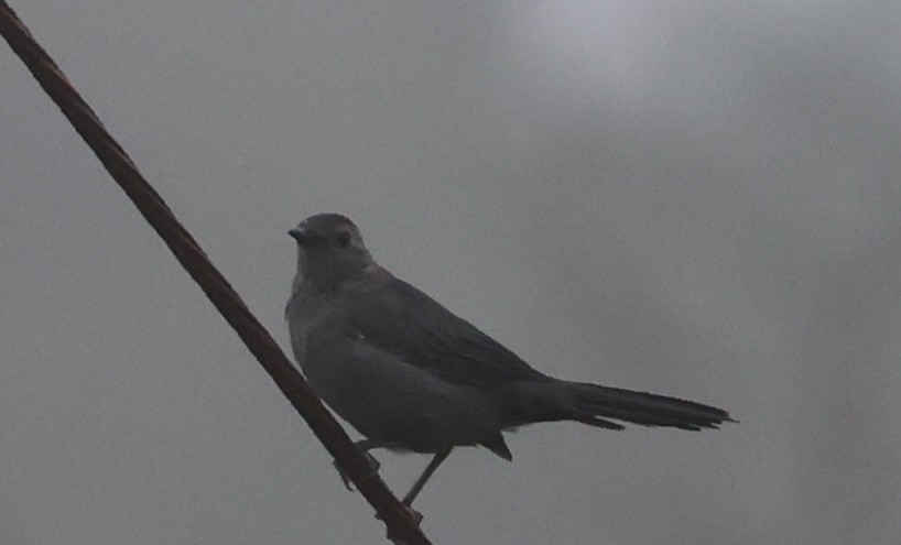 Gray Catbird - ML641889250