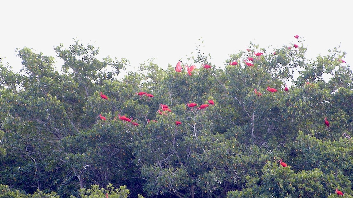 Ibis rouge - ML641889273