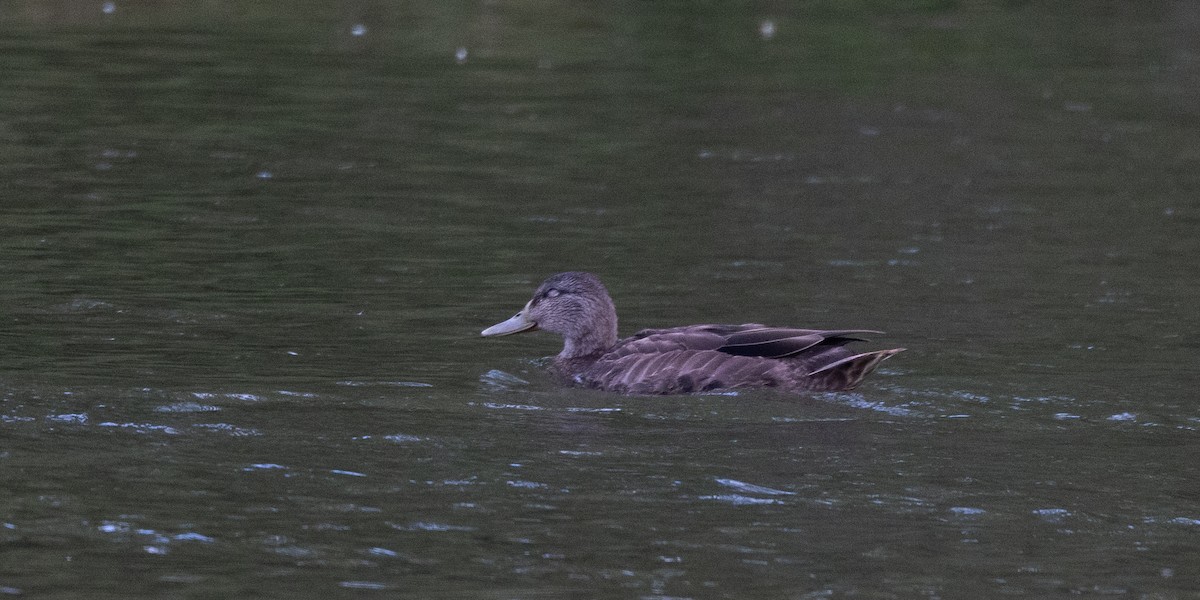 American Black Duck - ML641889274
