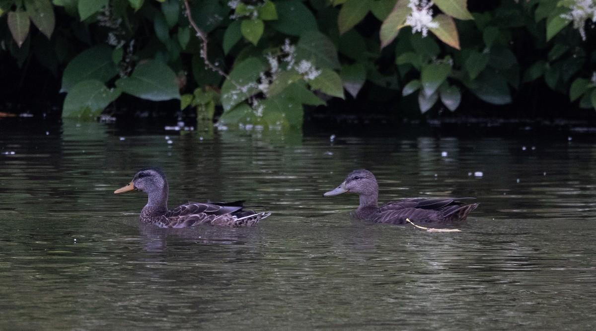 American Black Duck - ML641889282