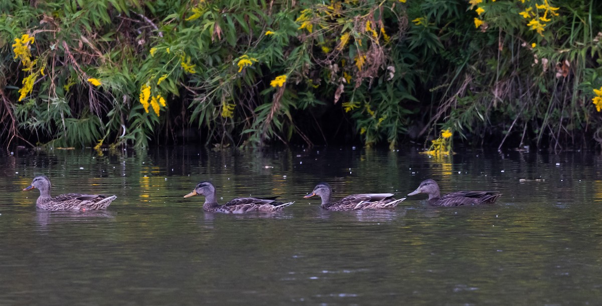 American Black Duck - ML641889283