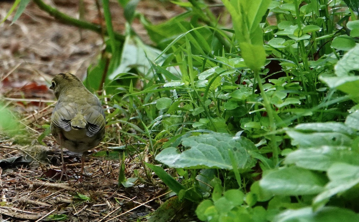 Ovenbird - ML641889292