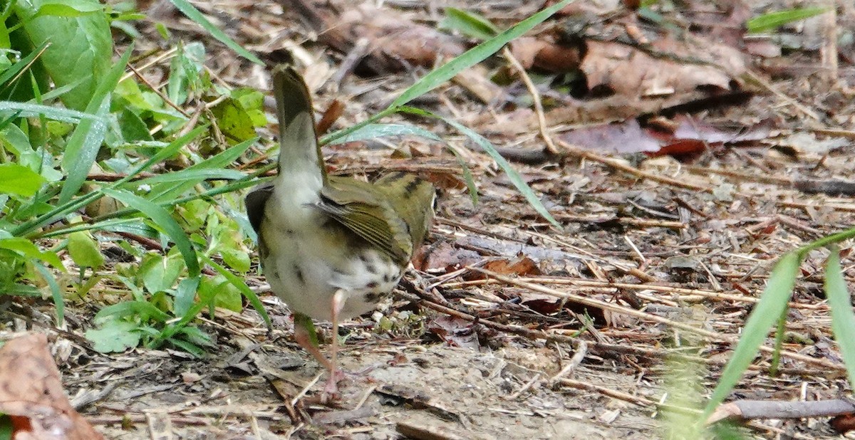 Ovenbird - ML641889293