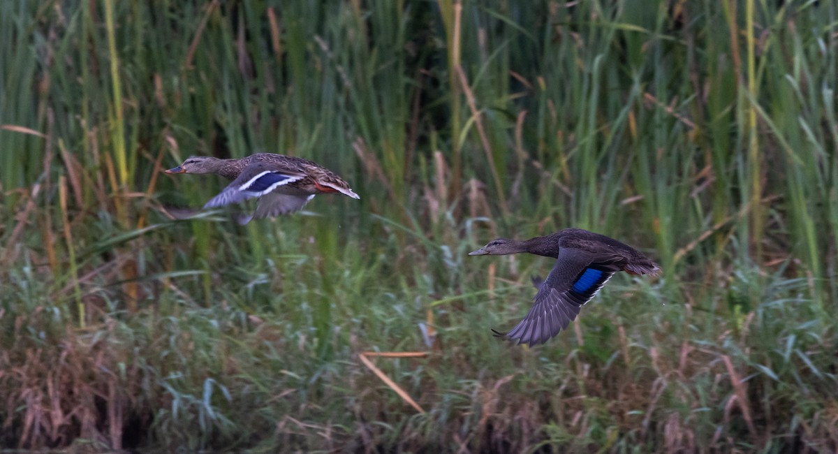 American Black Duck - ML641889297