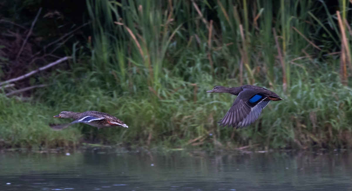 American Black Duck - ML641889298