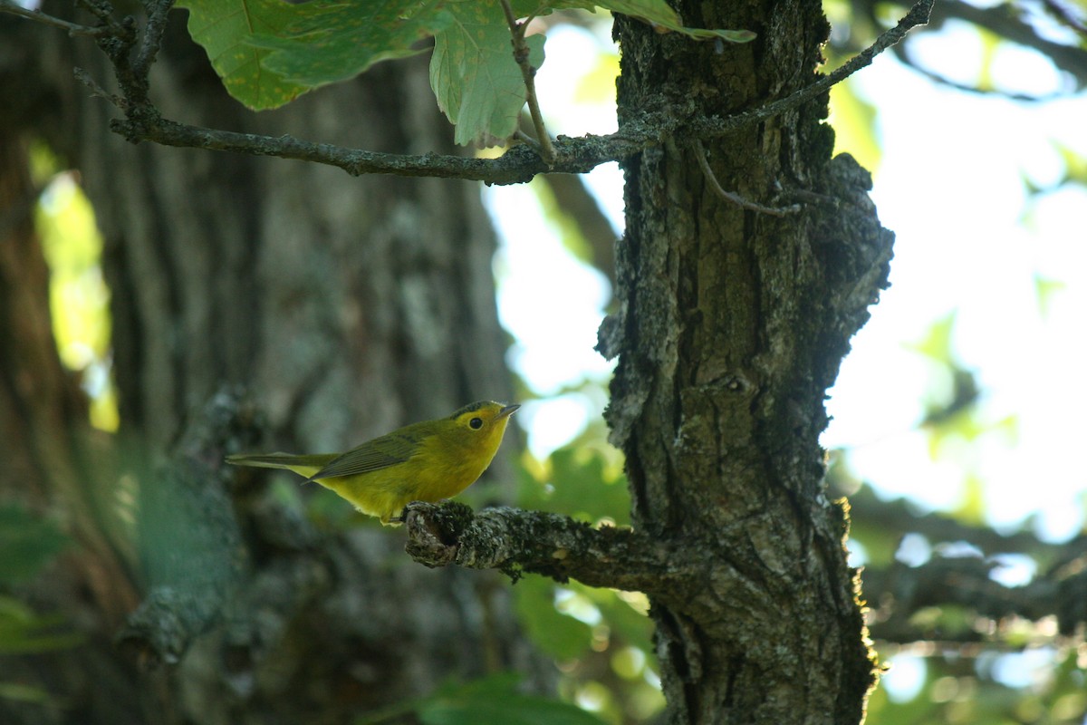 Wilson's Warbler - ML641889303