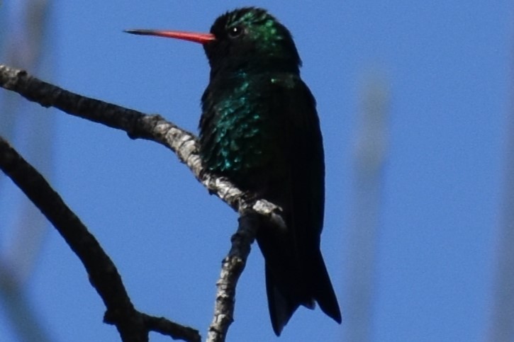 Glittering-bellied Emerald - ML641889309