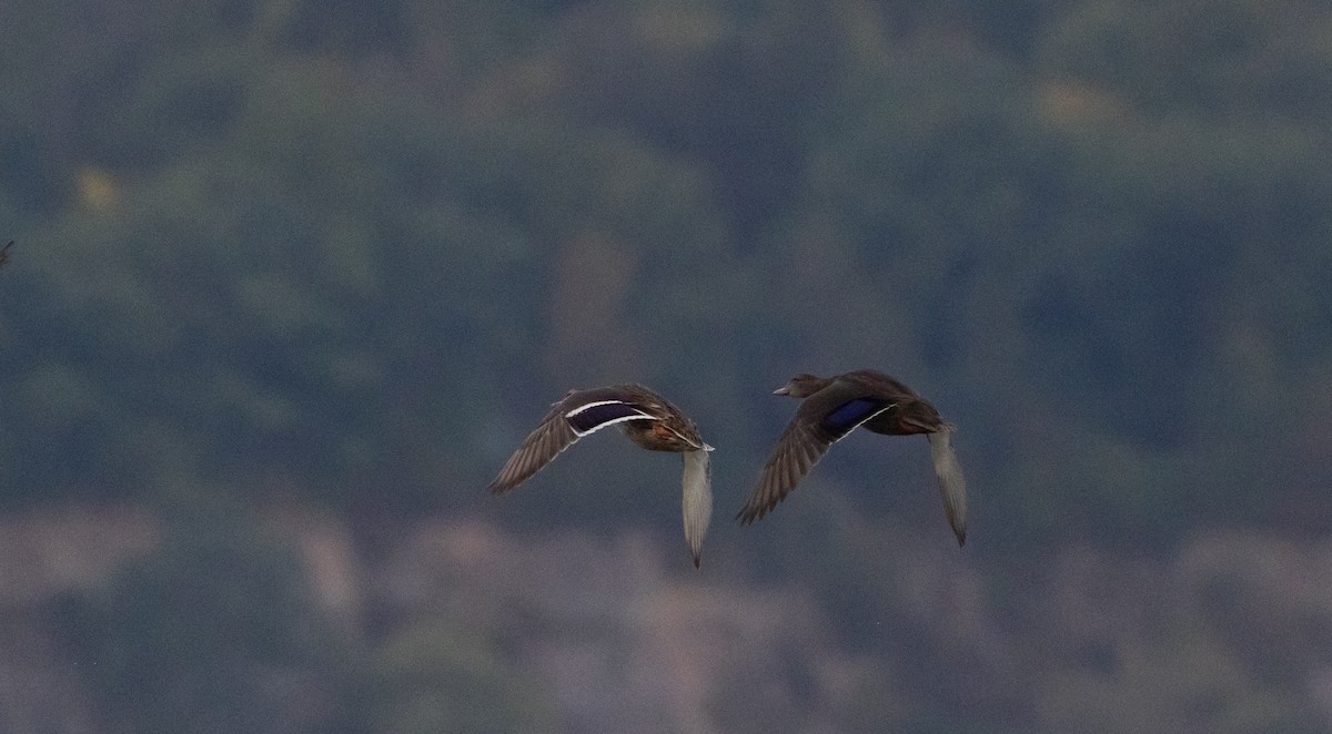 American Black Duck - ML641889312