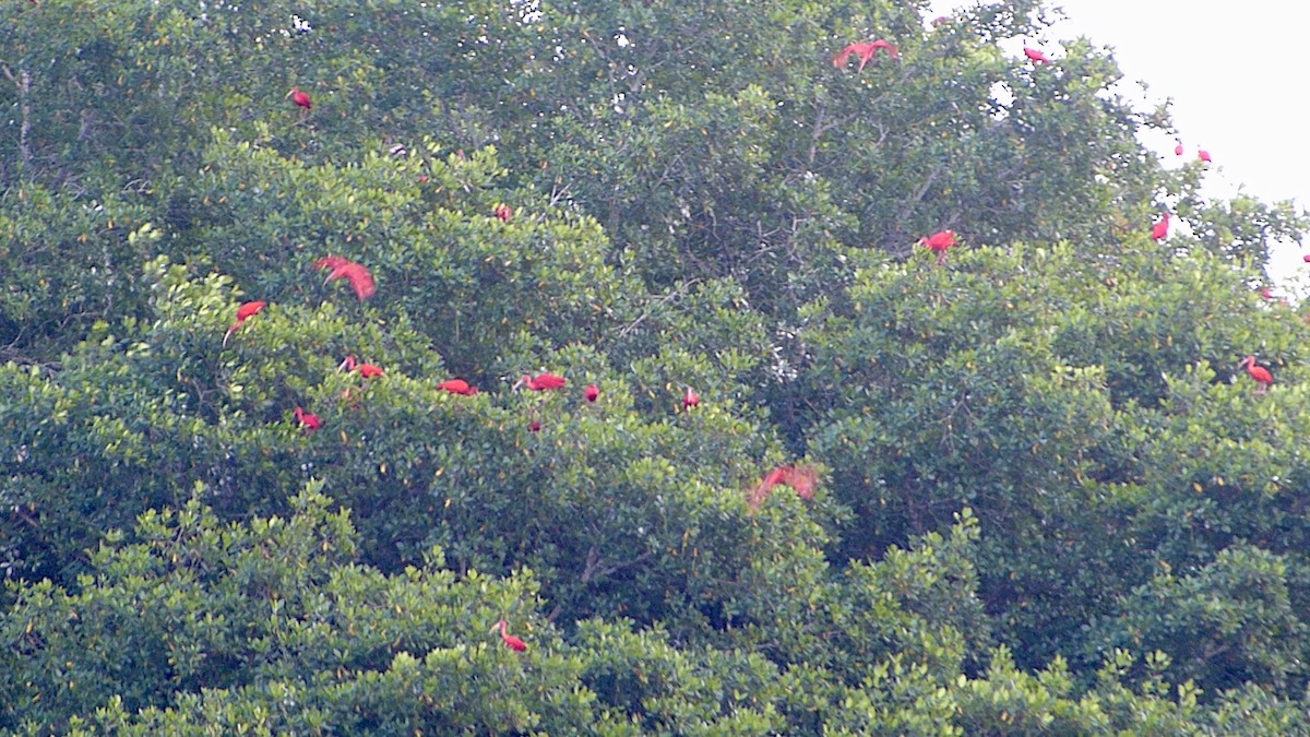 Ibis rouge - ML641889335