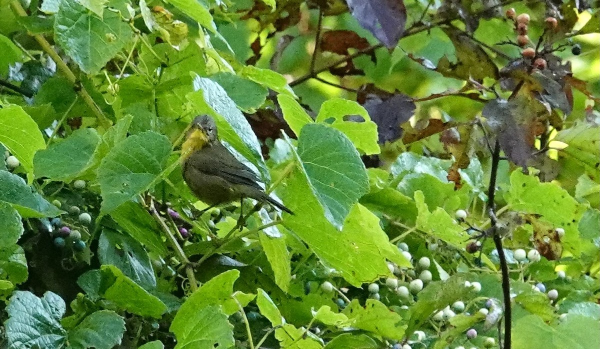 Common Yellowthroat - ML641889344