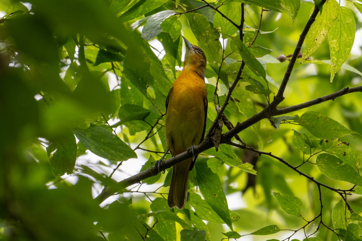 Baltimore Oriole - ML641889347