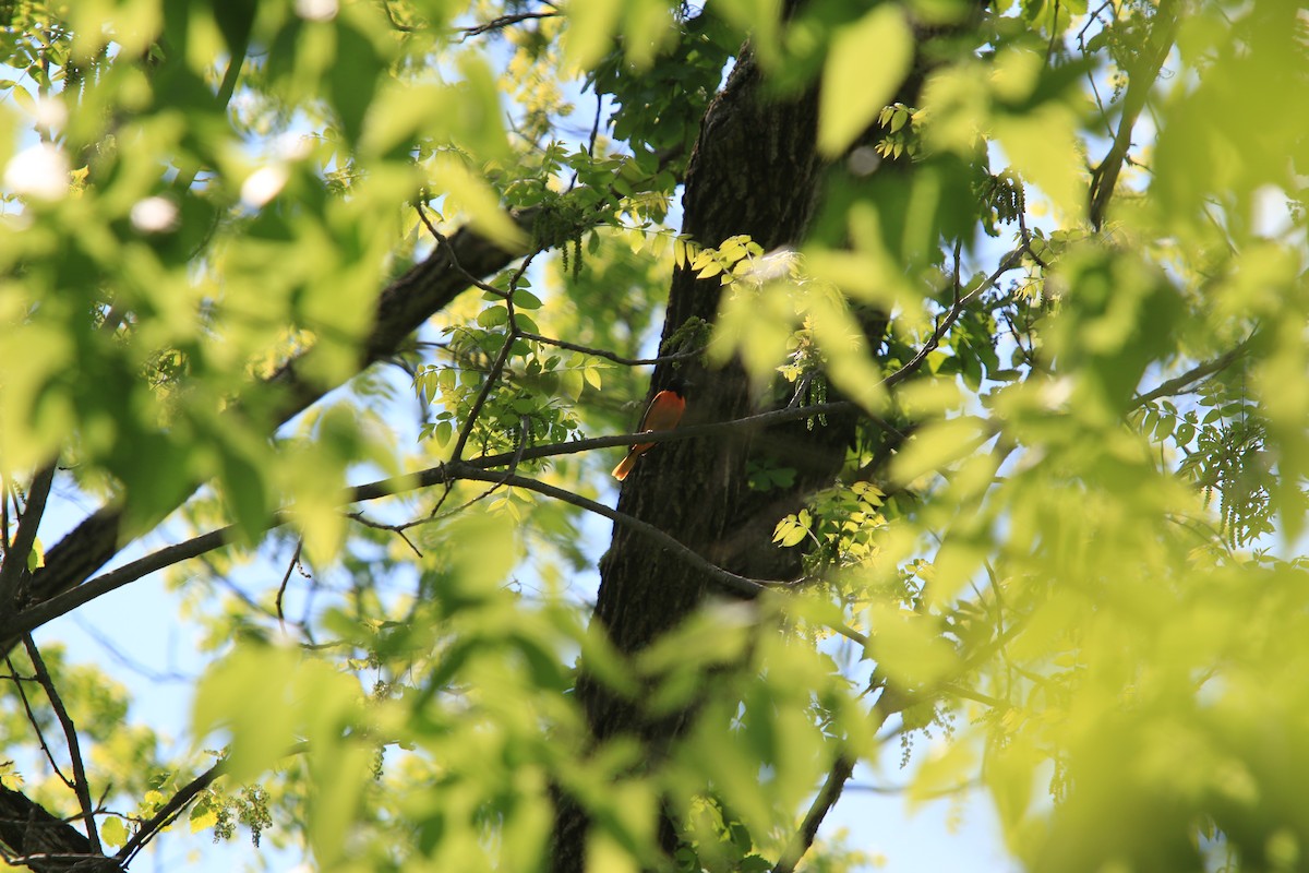 Baltimore Oriole - ML641889349