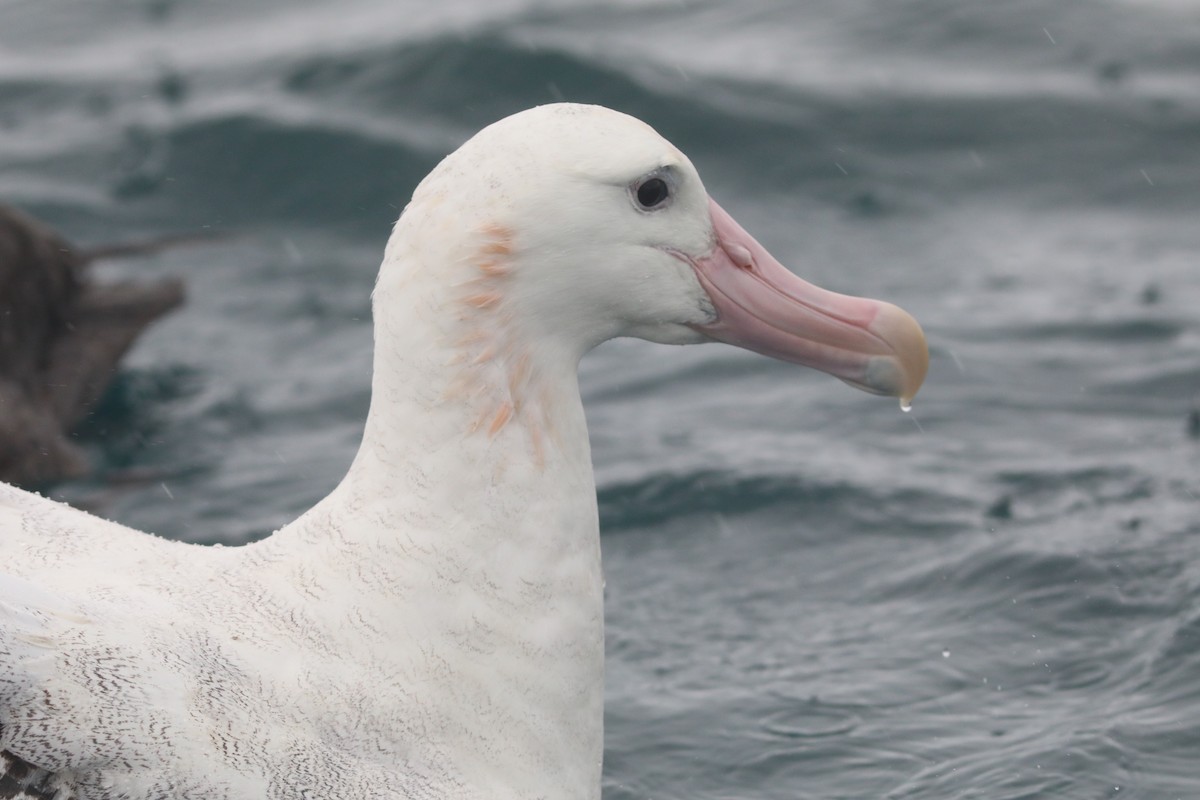 Antipodean Albatross - ML641889390