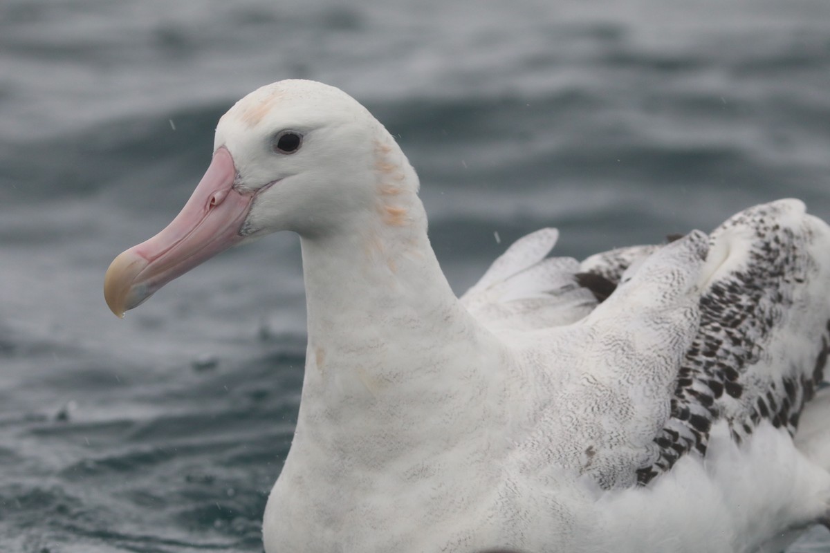 Antipodean Albatross - ML641889391