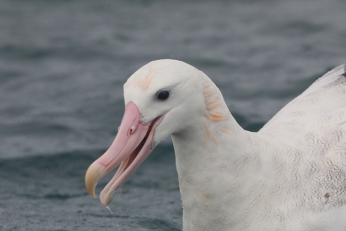 Antipodean Albatross - ML641889392