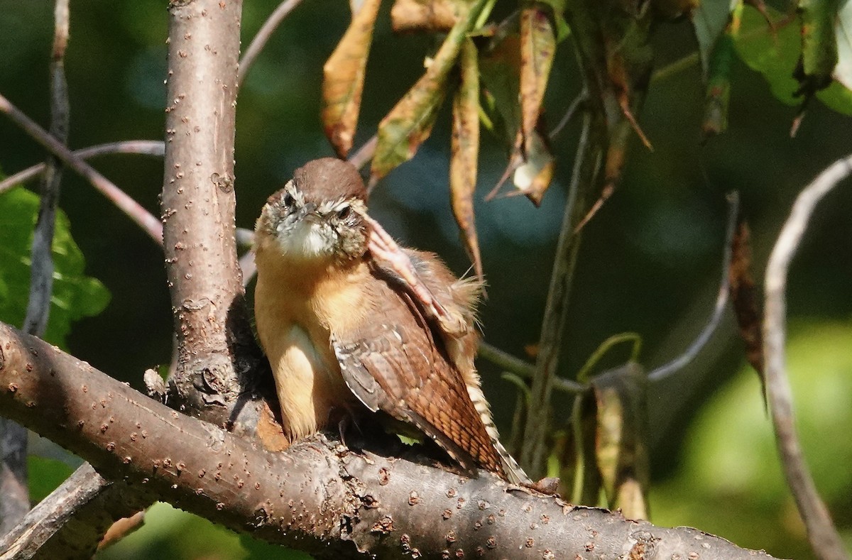 Carolina Wren - ML641889407