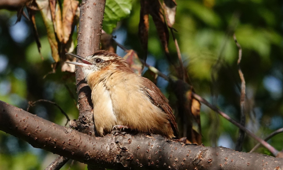 Carolina Wren - ML641889408