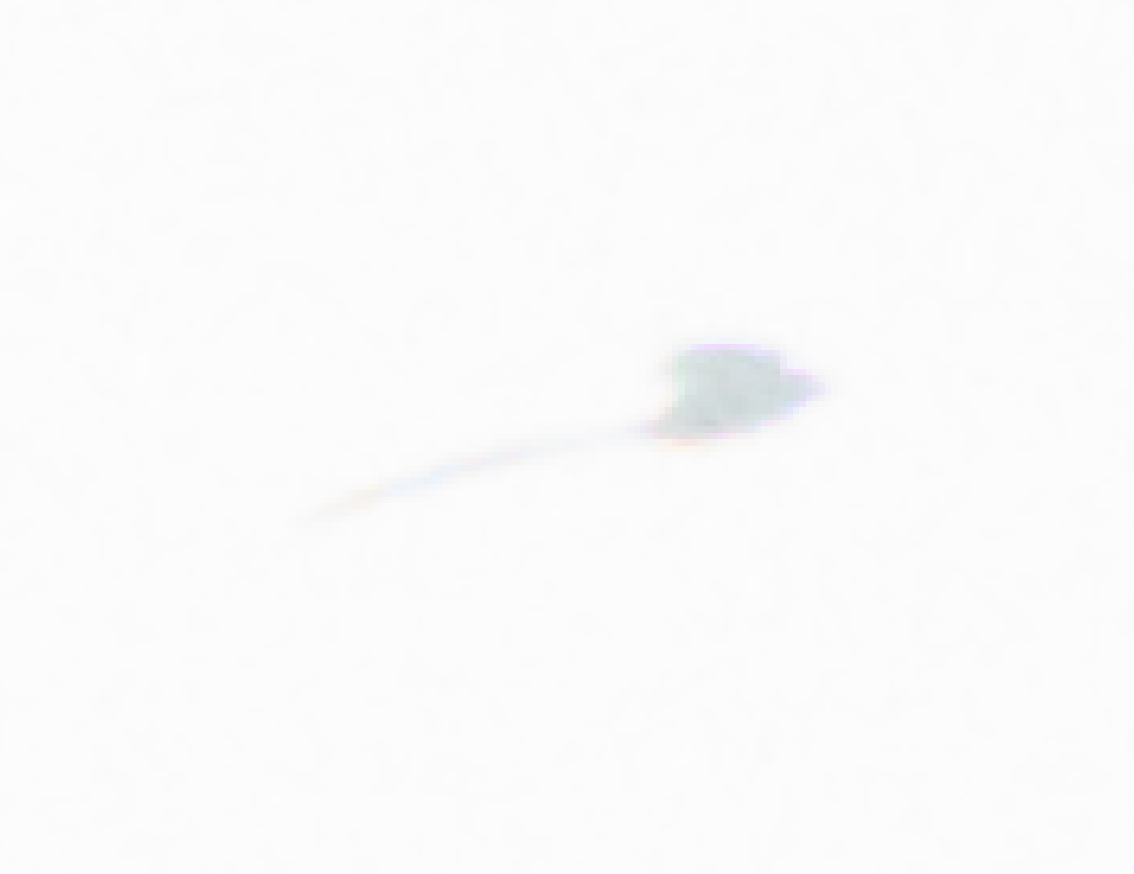Fork-tailed Flycatcher - ML641889423
