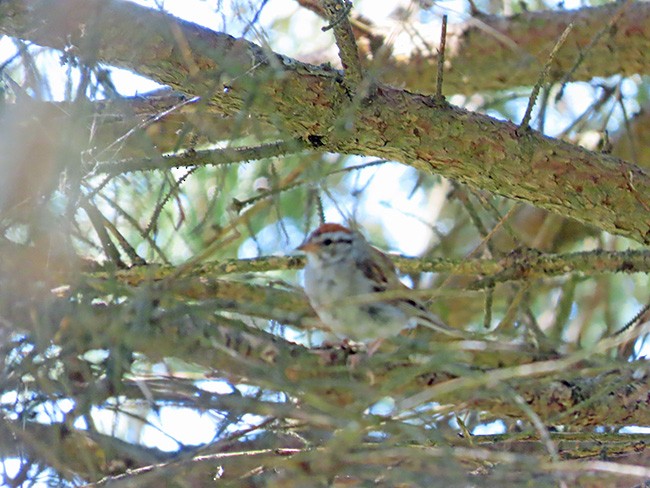 Chipping Sparrow - ML641889434