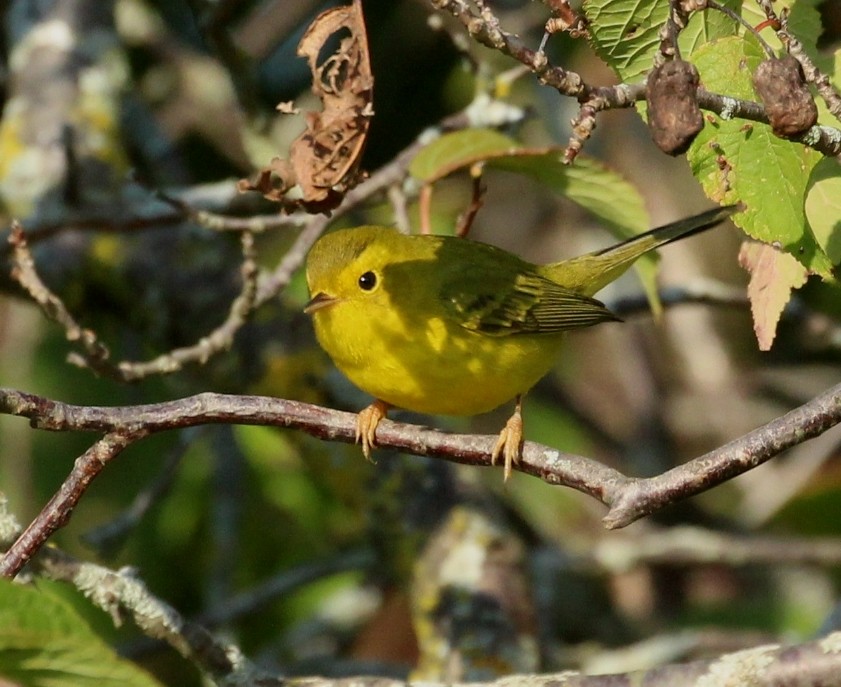 Wilson's Warbler - ML641889437