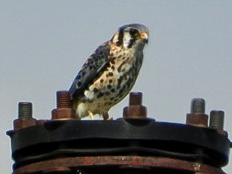 American Kestrel - ML641889445