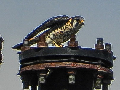 American Kestrel - ML641889446